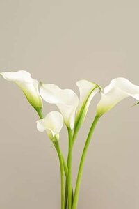 calla-lelies-wit-gebundeld-600x600-bloomaza.jpg